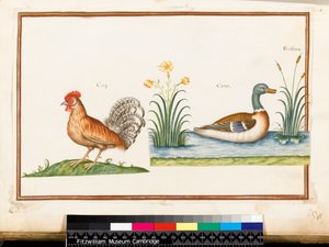 Un Coq et un Canard Colvert - Nicolas Robert